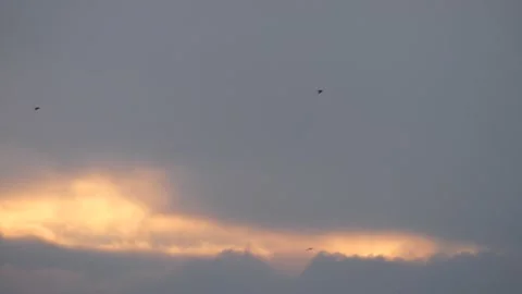Grey sky and golden clouds at sunrise with many flying barn swallows (4) Stock Footage 139336708