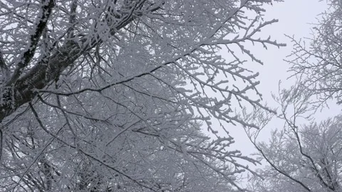 Grey sky and white tree branches in winter 스톡 동영상 169565804