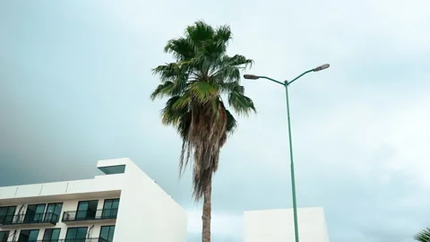 Grey sky with clouds ant palm tree Stock Footage 168153570