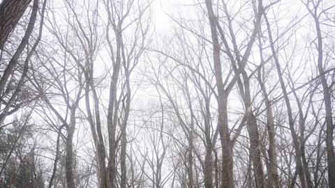 Grey sky over leafless trees in a freezing forest landscape 库存影片 270484774