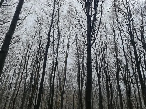 A grey sky through the trees in winter Photos