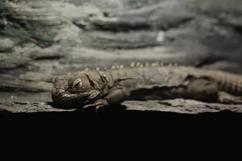 Grey small lizard gecko close up Stock Photos