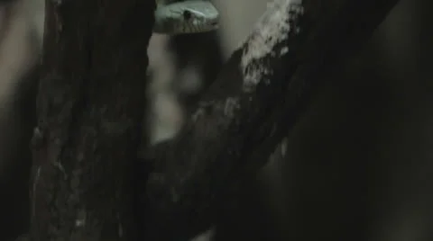 Grey Snake In a Dark Tree Stock Footage 24631657