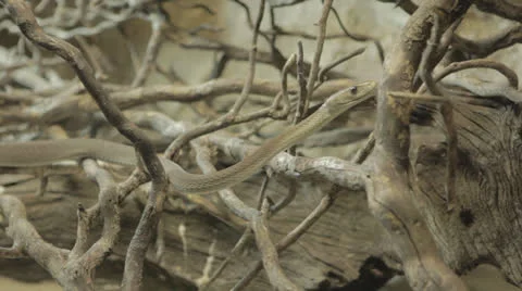 Grey snake explores dead tree branch Video stock 24340165