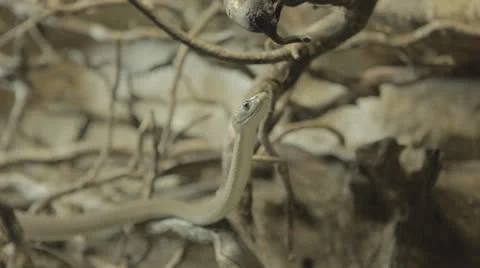 Grey snake looking up b and slinking back Stock Footage 24343372