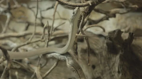 Grey snake looking up a Stock Footage 24342191