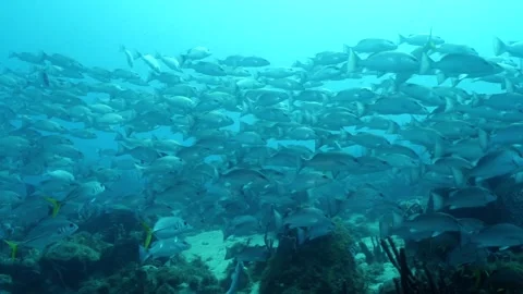 Grey Snapper School Over Sponge Reef – Underwater Lateral Tracking Stock Footage 318089849