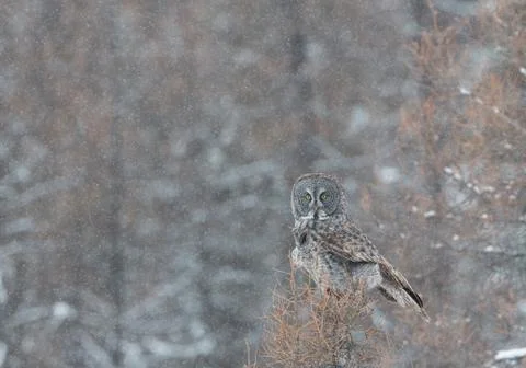 Grey In Snow Stock Photos