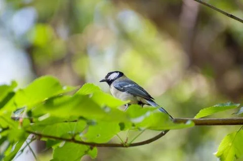 Grey sparrow Stock Photos