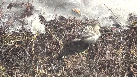 Grey sparrow on yellow grass on spring thaw Stock Footage 164295321