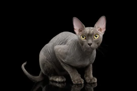 Grey Sphynx Cat on isolated black background Stock Photos