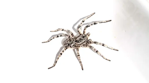 Grey spider isolated on white background Stock Footage 35570007