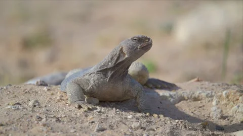 Grey Spiny-Tailed Lizard Resting on Rocky Desert Ground Stock Footage 340925486