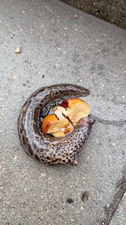 Grey spotted leopard slug eating chestnut after rain on wet asphalt . top view Stock Footage 309697414
