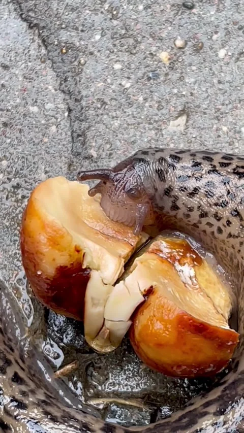 Grey spotted leopard slug eats chestnut after rain on wet asphalt . nature Stock Footage 309697415