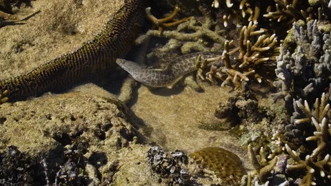 Grey spotted moray eel gets attacked by green marbled shrimp in shallow Stock Footage 128851550