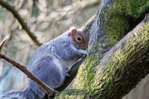 Grey squirel walking up a tree Foto stock