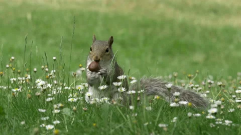 Grey squirrel 10 Sciurus carolinensis in spring meadow Stock Footage 148509782