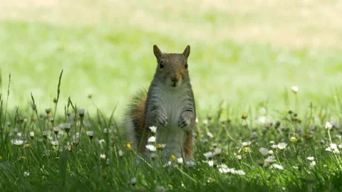 Grey squirrel 11Sciurus carolinensis in Spring meadow Stock Footage 148509747