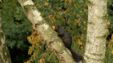 Grey squirrel 15 Sciutus carolinensis 50p black form descends tree 動画素材 171528010