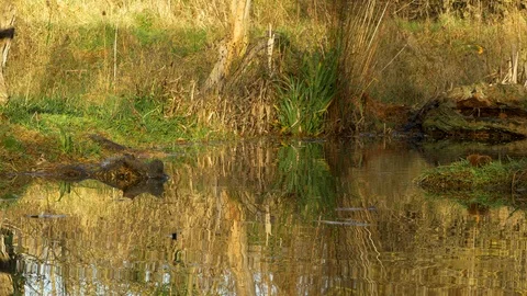 Grey squirrel 21 15.12 Sciurus carolinensis jumping to pond island Stock Footage 120215628