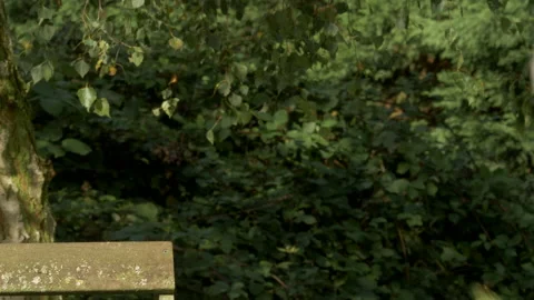 Grey squirrel 4  Sciurus carolinensis collects hazel nuts Stock Footage 148509552