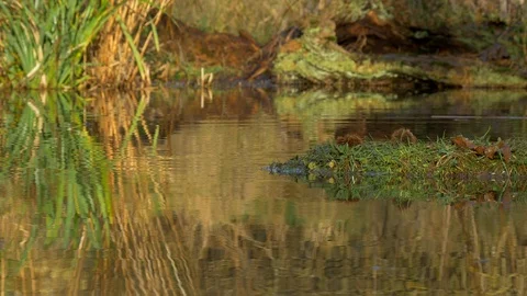 Grey squirrel 48i 15.12 Sciurus carolinensis jumps to pond island Video stock 120215648