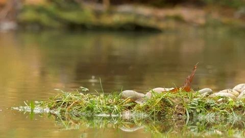 Grey Squirrel 66 16.1 Grey squirrel Sciurus carolinensis jumps to island Stock Footage 120215688