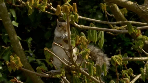 Grey Squirrel 74  17 4 Sciurus carolinensis feeding on fresh shoots and leaves Stock Footage 120215738