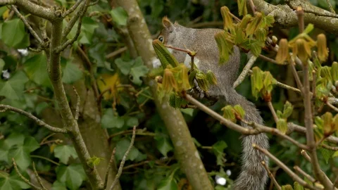 Grey Squirrel 75 17 4 Sciurus carolinensis feeding on new leaves Stock Footage 120215830