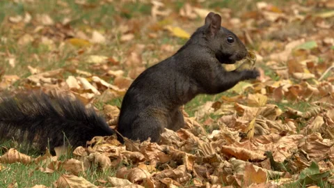 Grey squirrel 77d Sciurus carolinensis Stock Footage 148509248