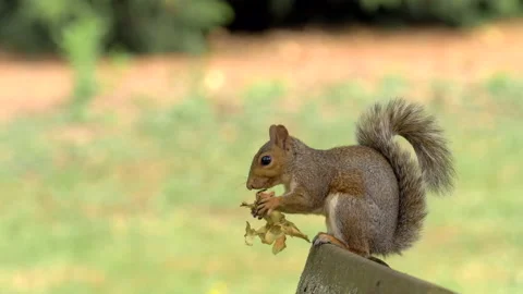 Grey squirrel 77g    Sciurus carolinensis feeds on nut Stock Footage 148509345