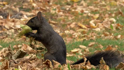 Grey squirrel 77h Sciurus carolinensis black form ith hazel nut Stock Footage 148509200