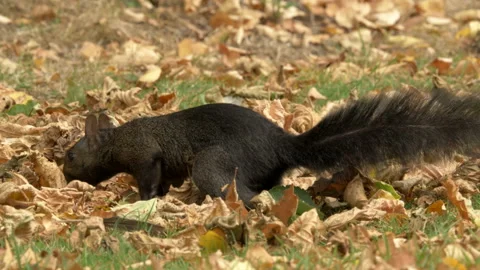 Grey squirrel 77i Sciurus carolinensis black form finds hazel nut Video stock 148509396