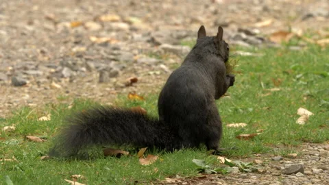 Grey squirrel 77j  Sciurus carolinensis black form collecting hazel nuts Stock Footage 148509448