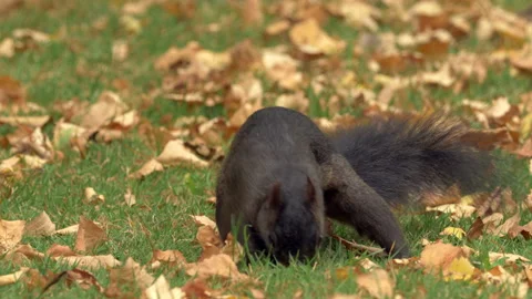 Grey squirrel 77k  Sciurus carolinensis black form burying nut Stock Footage 148509522