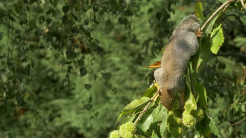 Grey squirrel 8 Sciurus carolinensis feeding on chestnuts Video stock 148509092