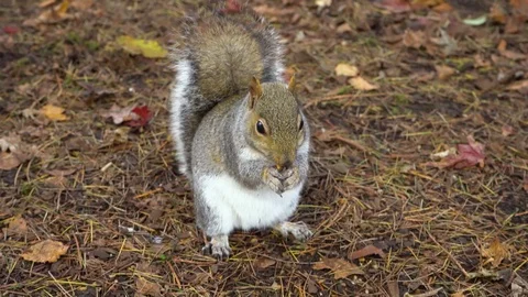 Grey squirrel in the autumn park eats nuts Stock Footage 126362644