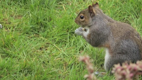Grey Squirrel Being Fed Peanuts In Garden Close Up Daytime Borehamwood Stock Footage 303008618