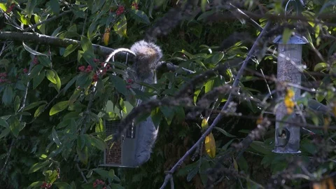 Grey Squirrel on a bird feeder 스톡 동영상 71790232