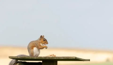 Grey squirrel on a bird table Stock Photos