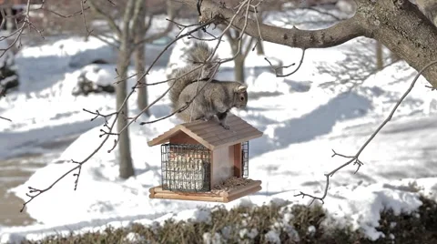 Grey squirrel on a birdfeeder Vidéo 1217208