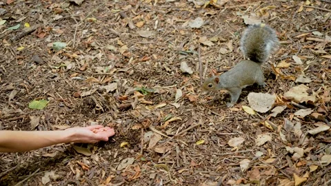 Grey squirrel biting human finger during hand feeding in woodland park. Wild Stock Footage 346037525