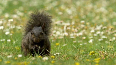 Grey squirrel black form 18 Sciurus carolinensis in meadow Stock Footage 148509892
