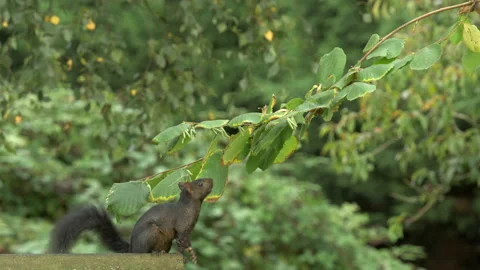 Grey squirrel black form 2  Sciurus carolinensis picks nut from azel bush Stock-Footage 148509567