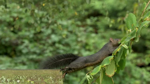 Grey squirrel black form 6 Sciurus carolinensis gathers hazel nut Stock-Footage 148509587