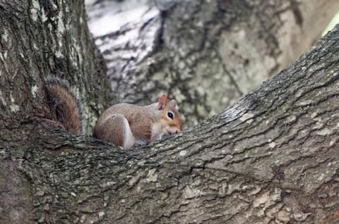A Grey Squirrel in the branches of a Oak tree Foto stock