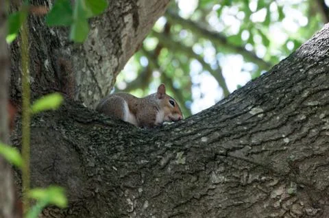 A Grey Squirrel in the branches of a Oak tree Foto stock