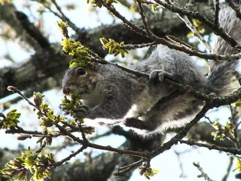 Grey Squirrel in the Branches Foto stock