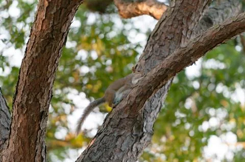 A Grey Squirrel in the branches of a Pine tree Stock Photos